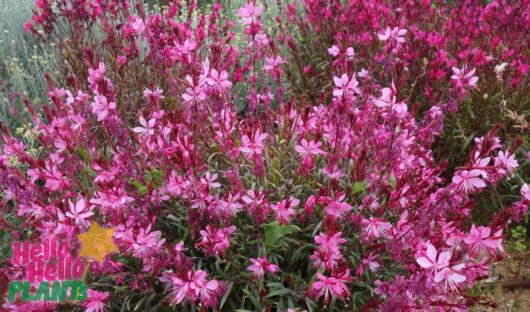 Hello Hello Plants Nursery Campbellfield Melbourne Victoria Australia Gaura pink butterfly bush beeblossom