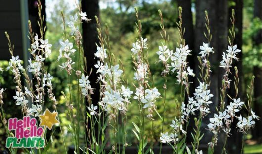 Hello Hello Plants Nursery Campbellfield Melbourne Victoria Australia Gaura white flowering butterfly bush beeblossom wandflower