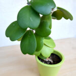 Hello Hello Plants Nursery Campbellfield Melbourne Victoria Australia Hoya kerrii heart shaped leaves trailing plant indoor