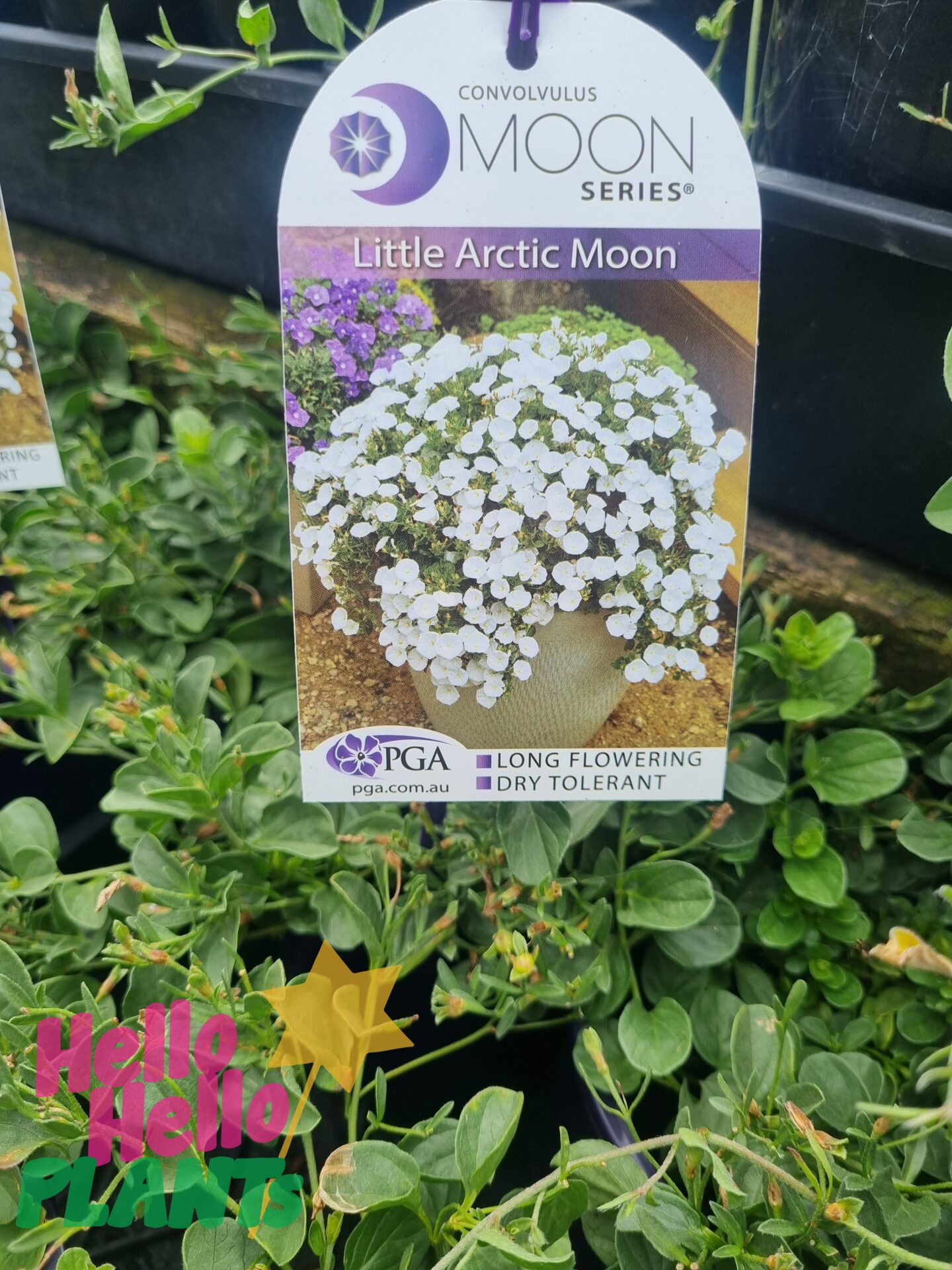 Convolvulus 'Little Arctic Moon' 8" Hanging Basket