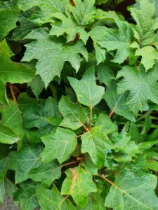 Close-up of Hydrangea quercifolia 'Munchkin' in a 13" pot, featuring green, lobed leaves with serrated edges, varied shades, and reddish-brown tinges along some veins.