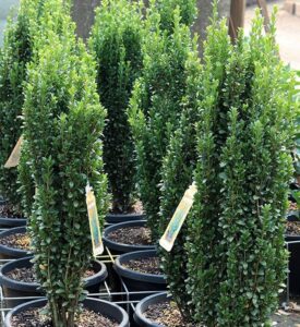 Rows of Buxus 'Emerald Pillar' 8" Pot shrubs are arranged outdoors, each potted and featuring a plant tag attached to a branch.