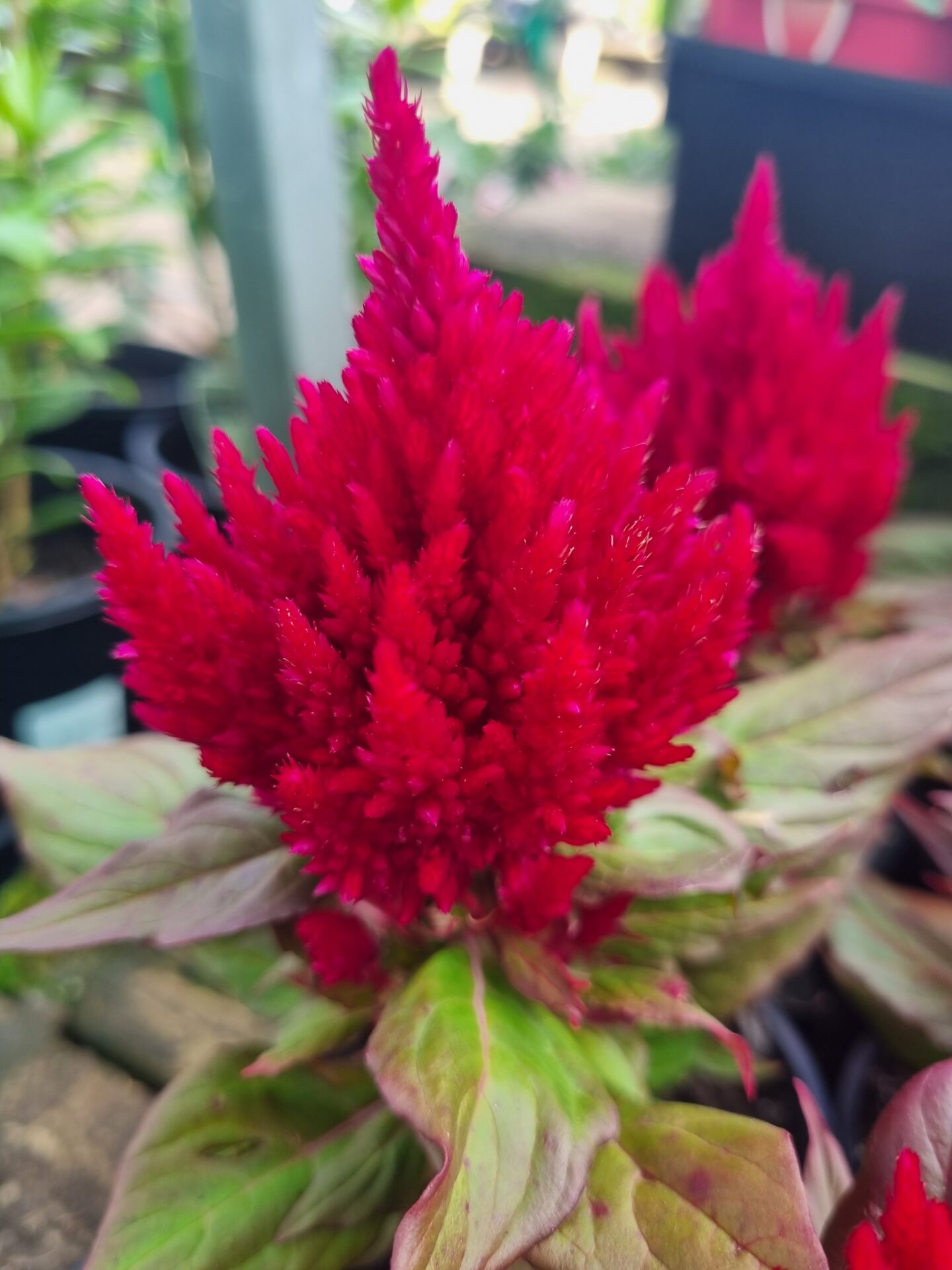 Celosia 'Kimono Red' 4" Pot features bright red, spiky blooms resembling flames and green leaves, shown in a garden or nursery setting.