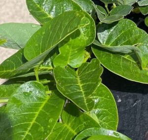 Close-up of green, heart-shaped leaves on a Hardenbergia 'Flat White' plant in sunlight, with part of its black 6" pot visible on the right.