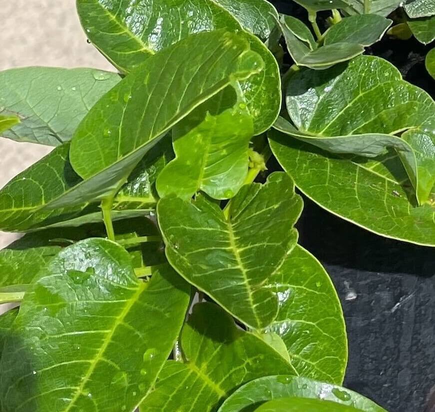Close-up of green, heart-shaped leaves on a Hardenbergia 'Flat White' plant in sunlight, with part of its black 6" pot visible on the right.