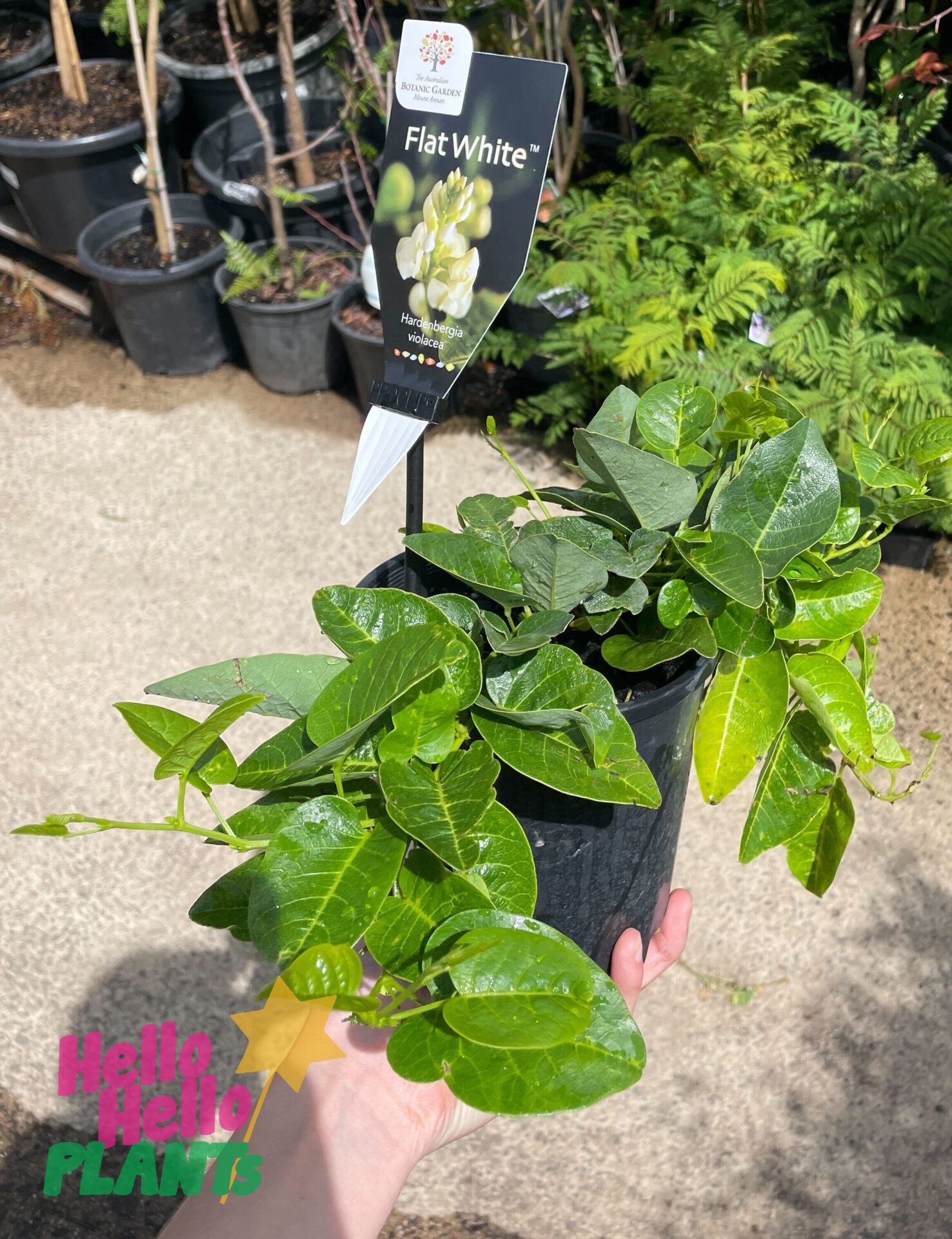 Hardenbergia 'Flat White' 6" Pot