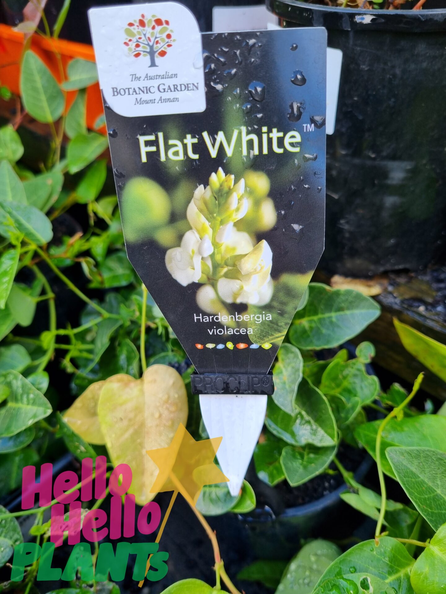 Hardenbergia 'Flat White' 6" Pot