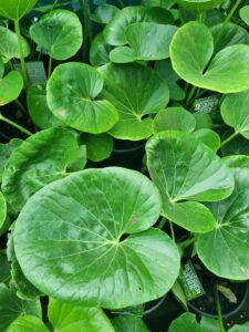 Close-up of lush, round green Ligularia 'Designer Verde™' Tractor Seat leaves with visible veins and glossy surfaces, densely arranged in an 8" pot.