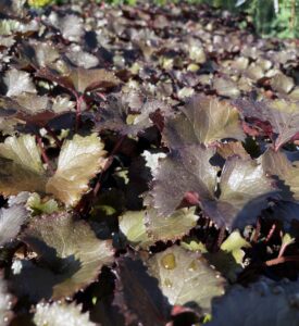 Close-up of Ligularia 'Pandora' Purple Tractor Seat in a 6" pot, with dense clusters of dark green and brownish-purple serrated leaves glistening with droplets, shown outdoors in natural sunlight.
