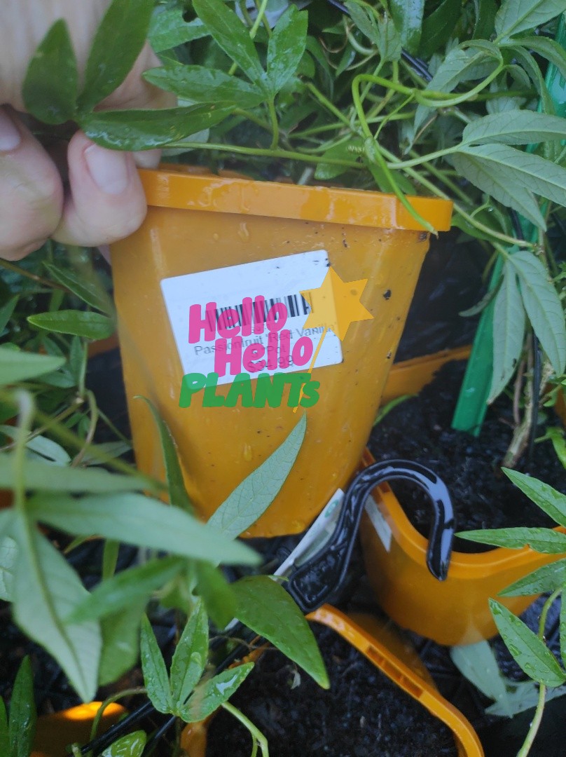 Passionfruit 'Red Vanilla' 5" Pot