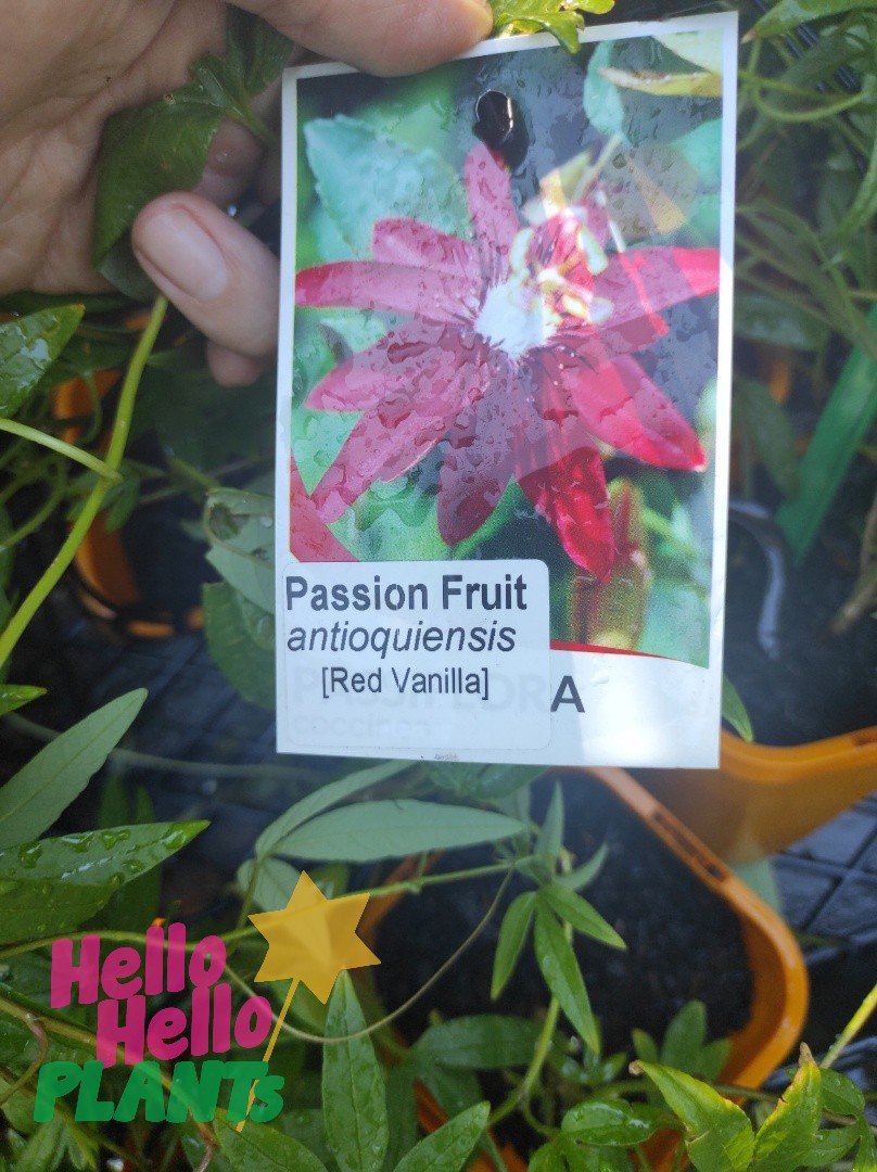 Passionfruit 'Red Vanilla' 5" Pot