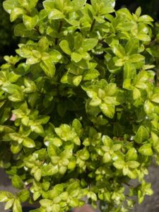 Close-up of a Pittosporum 'On Par' PBR in bright sunlight, showing its small, shiny light green leaves clustered together in a 6" pot.