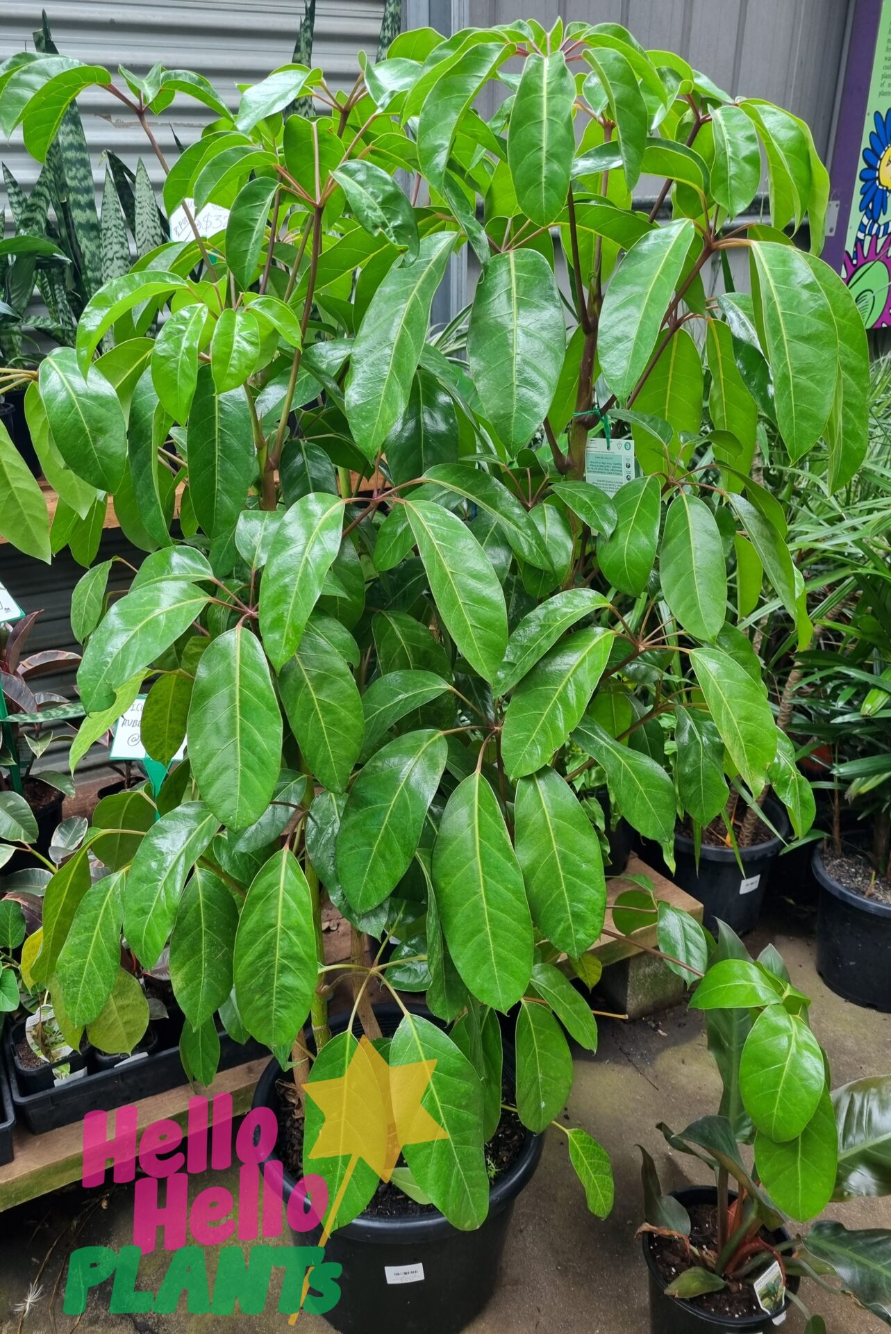 Schefflera amate 'Umbrella Plant' 16" Pot