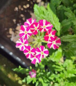 Verbena 'Candy Stripe Pink' in a 3" pot features clusters of pink-striped flowers with green leaves, photographed from above in bright sunlight.