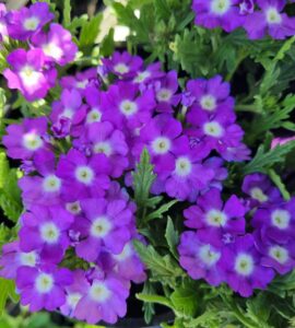 The Verbena 'White Eye Purple' 6" Pot features a cluster of vibrant purple flowers with white centers and lush green leaves, ideal for bright sunlight.