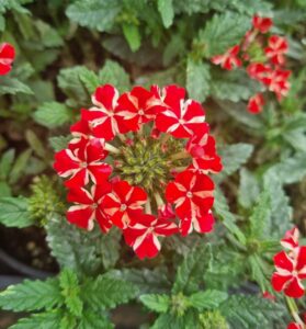 Verbena 'Red Star' Assorted 6" Pot features blooming clusters of vibrant red and white flowers accented by lush green leaves.