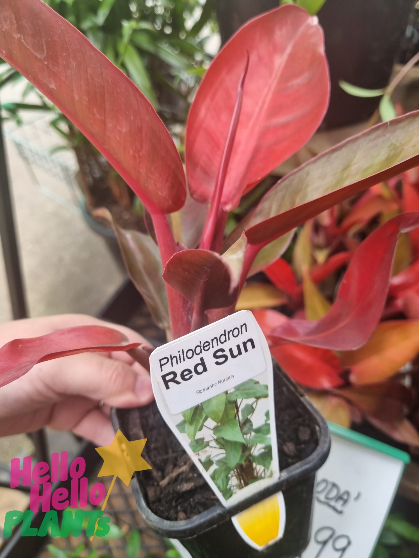 Philodendron 'Sun Red' 4" Pot