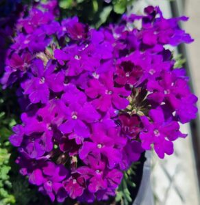 Verbena 'Dark Purple' Assorted in a 6" pot features a cluster of vibrant dark purple flowers with lush green foliage, perfect for brightening up any garden setting.