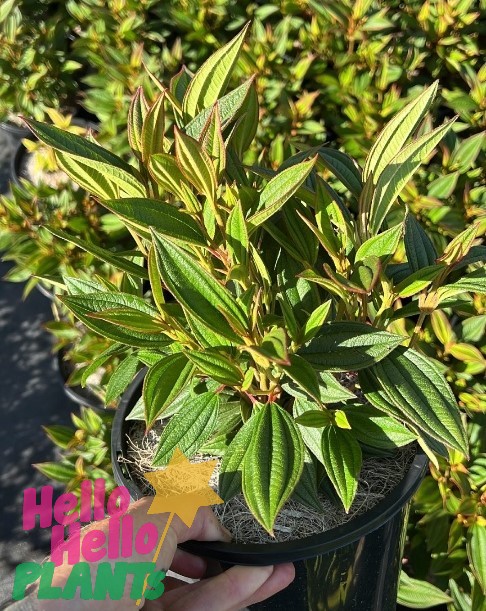 Tibouchina 'Peace Baby' Lasiandra 8" Pot