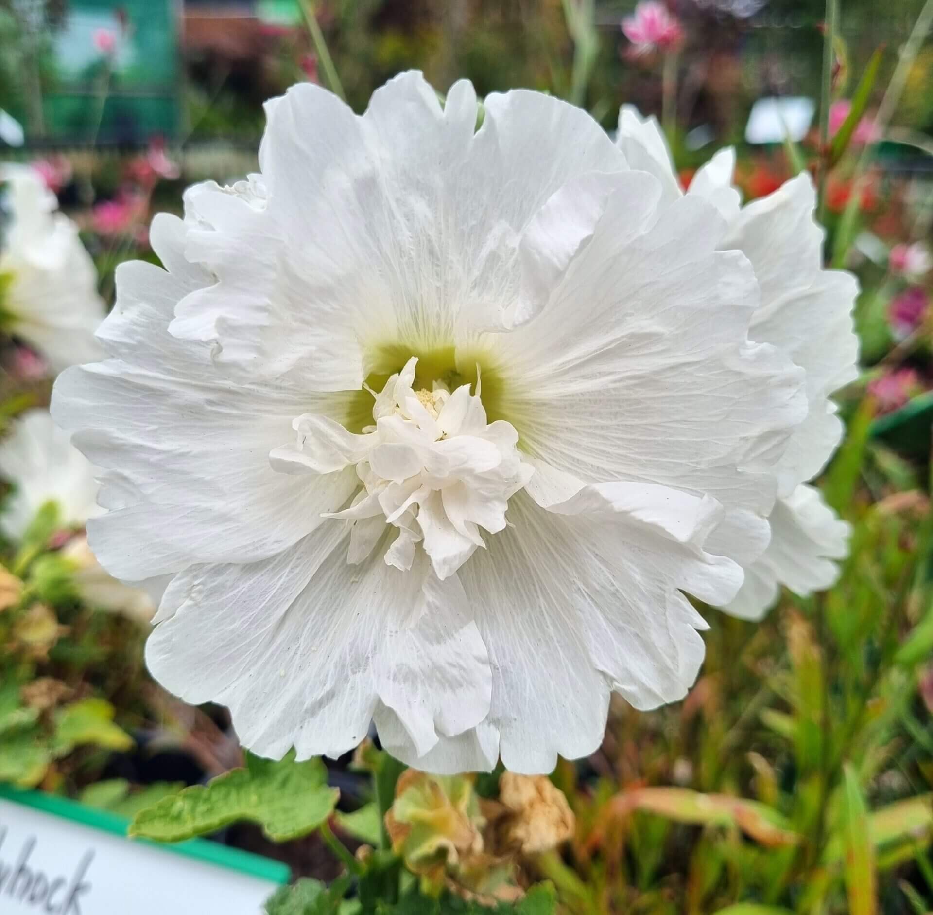 Hollyhock 'Spring White' in a 6" pot features ruffled white blooms that brighten any garden, set against lush green foliage and other flowers for a vibrant spring display.