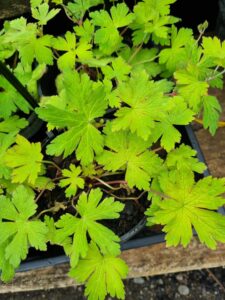 The Geranium 'Ann Folkard' 6" Pot features several bright green, serrated leaves with dark soil visible beneath its vibrant foliage, displayed on a wooden surface.