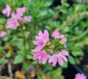 Close-up of Scaevola 'Sitting Pretty' flowers in soft pink, set against blurred green leaves and natural light. Beautifully displayed in a 6" pot.