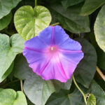 Hello Hello Plants Nursery Campbellfield Melbourne Victoria Australia Morning glory free licence Hipopx purple flower heart shaped foliage