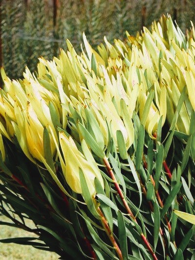 Leucadendron 'Moonglow' in a 6" pot features vibrant yellow flowers, elongated green leaves, and reddish stems, beautifully thriving outdoors in natural light.