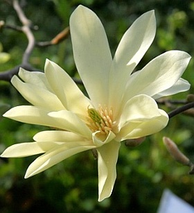 Magnolia 'Gold Star' 12" Pot