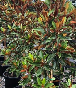 Magnolia 'Sweet n Neat' 13" Pot features potted trees with glossy green leaves and brown undersides, arranged in rows outdoors.