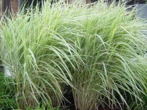 Miscanthus sinensis 'Variegatus' 6" Pot features tall, green ornamental grass with long, narrow, white-striped leaves—ideal for garden settings or containers.