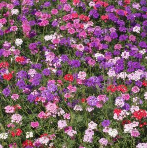 Verbena 'Mixed Varieties' 8" Pot features vibrant purple, pink, red, and white blooms that densely cover the ground—ideal for your garden or as a striking addition in an 8" pot.