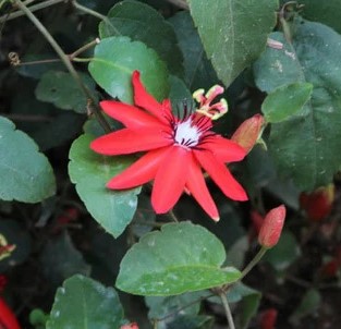 Passionfruit 'Red Vanilla' in a 5" pot features vibrant red flowers with long petals and striking stamens, accented by green leaves and buds. With proper care, it can produce passionfruit.
