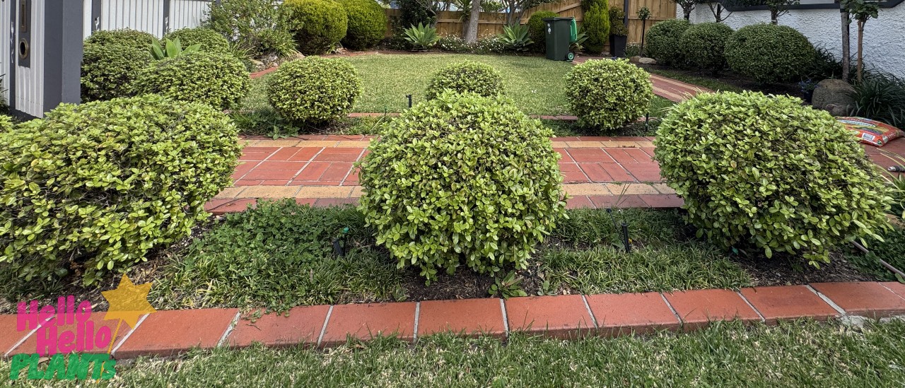 Pittosporum 'Golf Ball' PBR 30cm Pot shrubs, neatly clipped and round like golf balls, line a red brick path in a landscaped back garden with a green lawn and thriving plants.