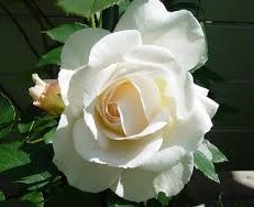 A close-up of the Rose 'Kosmos™' 3ft Standard in full bloom, with lush green leaves and a partially opened bud visible in the background.