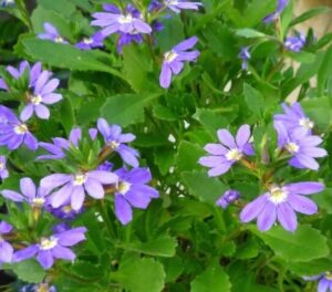 Scaevola 'Aussie Salute' PBR fills a 6" pot with clusters of small purple-blue flowers featuring yellow centers and green leaves.