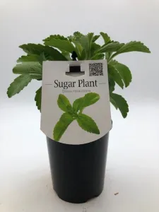 Stevia 'Sugar Herb' 6" Pot