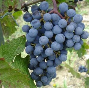 A close-up of Vitis 'Cabernet Sauvignon' Grape 4L shows a cluster of dark purple grapes hanging from the vine, with green leaves in the background.