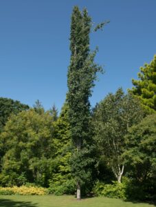 The Populus 'Quaking American Aspen' in a 12" pot features a tall, narrow form with dense green foliage, thriving among other trees in a grassy area under a clear blue sky.