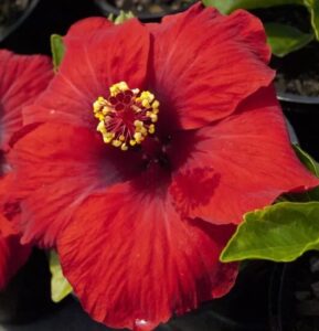 Close-up of Hibiscus Rio Clara 'Ruffled Red' in full bloom, showcasing its ruffled red petals and yellow-tipped stamens. Thrives in a 6" pot—perfect for adding vibrant color and lush foliage to any space.