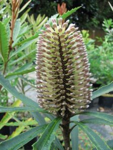 Close-up of Banksia plagiocarpa 'Blue Banksia' with a cylindrical flower spike, yellowish tips, and dense tubular flowers surrounded by long serrated green leaves. Available in a 6" pot.