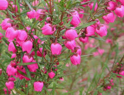 Boronia heterophylla 'Red' in a 6" pot features clusters of small, bright pink bell-shaped flowers and slender green leaves.