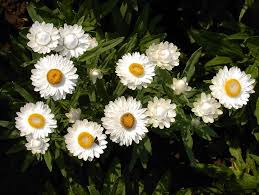 Bracteantha 'Jumbo White' PBR Native Paper Daisy in a 6" pot features clusters of white flowers with yellow centers and green leaves, blooming beautifully in sunlight.