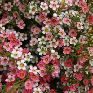 Close-up of Chamelaucium 'My Sweet Sixteen PBR' Geraldton Wax with small pink and white flowers and green needle-like foliage, ideal for brightening your space in a 6" pot.