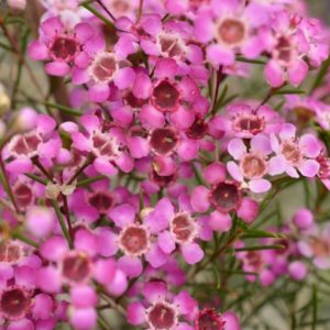 Clusters of small, vibrant pink flowers with dark centers and slender green leaves, just like the Chamelaucium 'Raspberry Ripple PBR' Geraldton Wax 6" Pot.