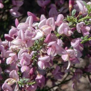 Cytisus 'Lilac Time' English Broom features pale pink and purple blooms with small green leaves on slender stems, ideal for adding color to your space in a 6" pot.