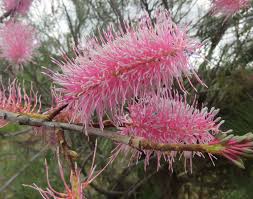 Grevillea 'Pink Pokers' 6" Pot features bright pink, spiky flowers on a branch with lush green foliage, perfect for adding vibrant color to your garden.