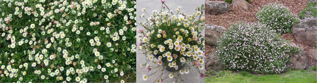 Hello Hello Plants Nursery Campbellfield Melbourne Victoria Australia Erigeron Seaside Daisy Daisyspray