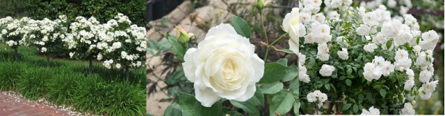 Hello Hello Plants Nursery Campbellfield Melbourne Victoria Australia Iceberg Roses Banner