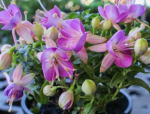 A close-up of Fuchsia Fuchsita® 'Flamingo Blue' in a 6" pot, highlighting its vibrant pink and purple flowers with pale green buds set among lush green foliage.